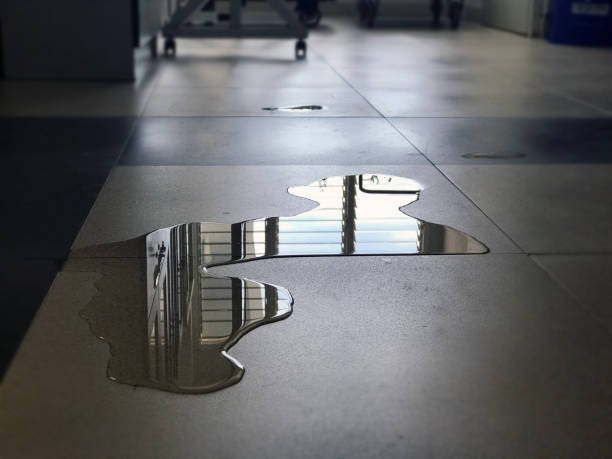Best Professional water damage repair  in Springmont, PA